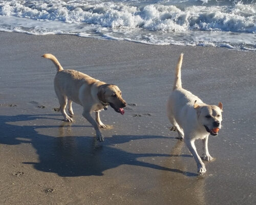 Jupiter Dog Beach